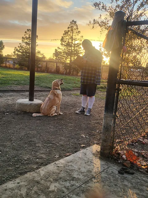 Dog Park