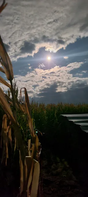 Walla Walla Corn Maze