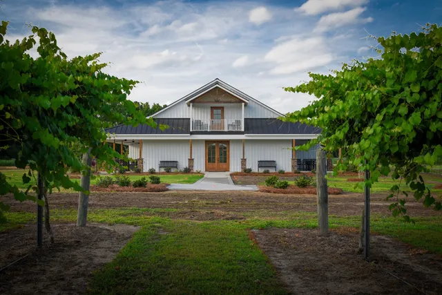 Twisted Vines Vineyard