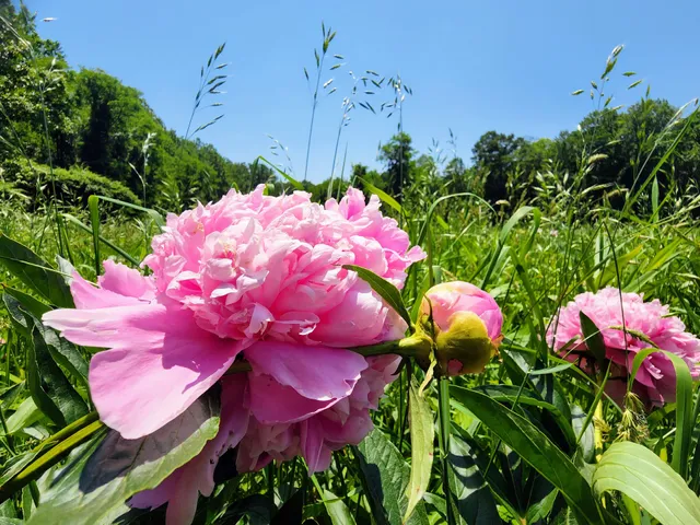 Schwartz Peony Garden