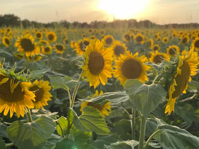 Sunflower Fields