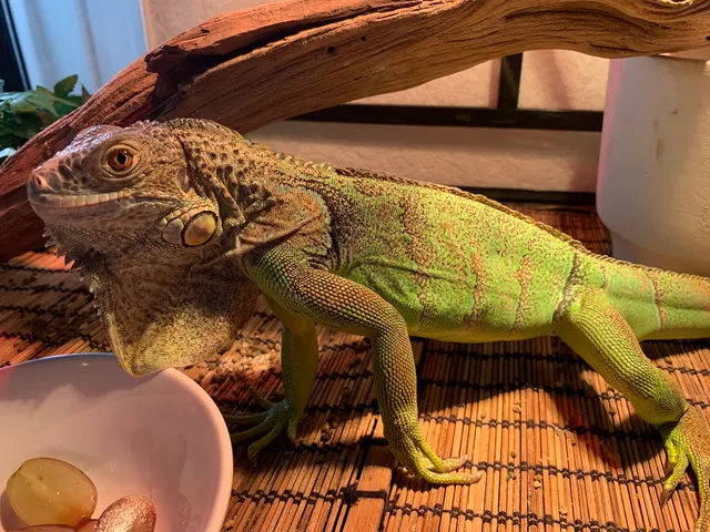 Reptile Rescue Mission Viejo