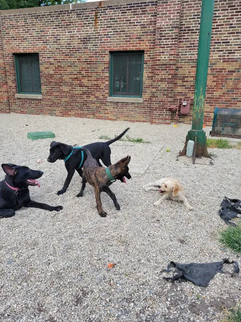 Portage Park Dog Friendly Area