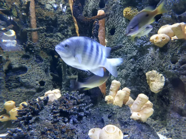 Odysseo- oceanarium (Mauritius) LTD