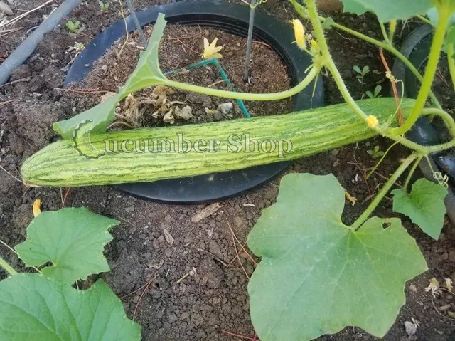 Cucumber Shop
