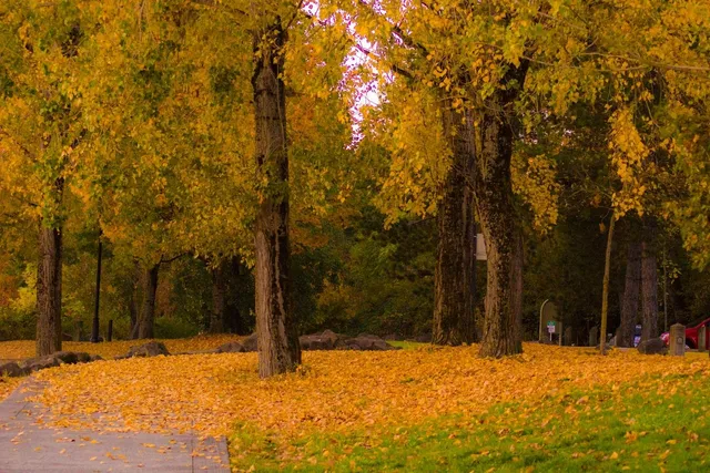 Wintler Community Park