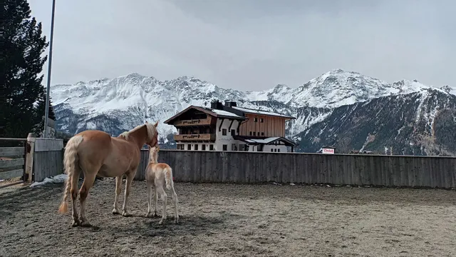 Bio & Reiterhof der Veitenhof