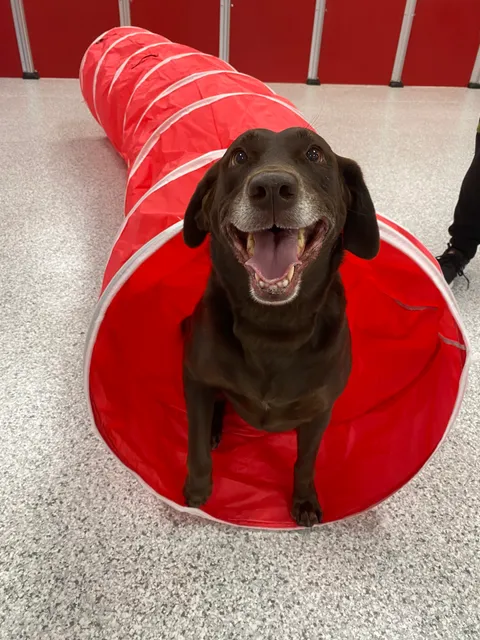 The Dog Stop - Baton Rouge (South)