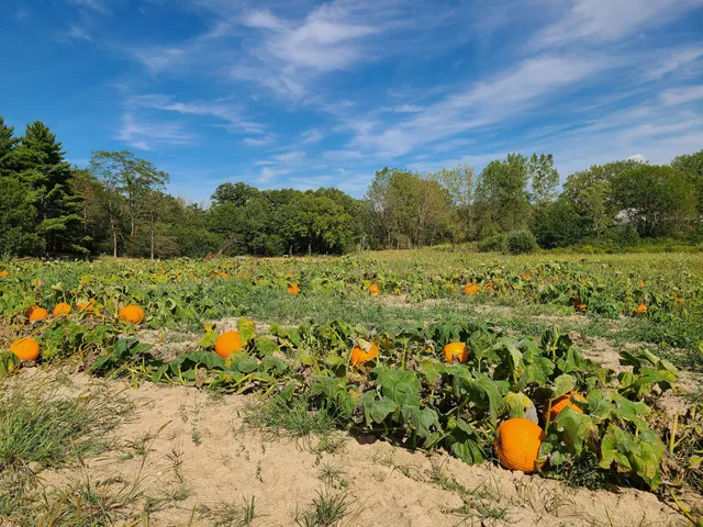The Children's Farm at The Center