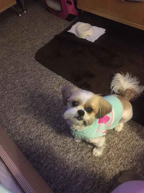 Timbercrest Veterinary Service - Atlanta