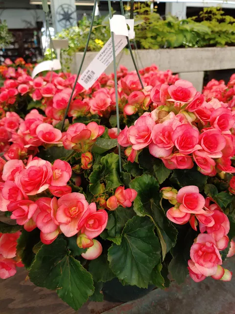 Long Branch Poultry Farm