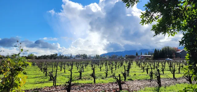 Napa Valley Wineries Tours