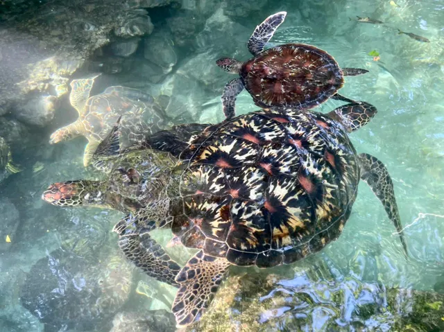Swim with turtles sanctuary Zanzibar