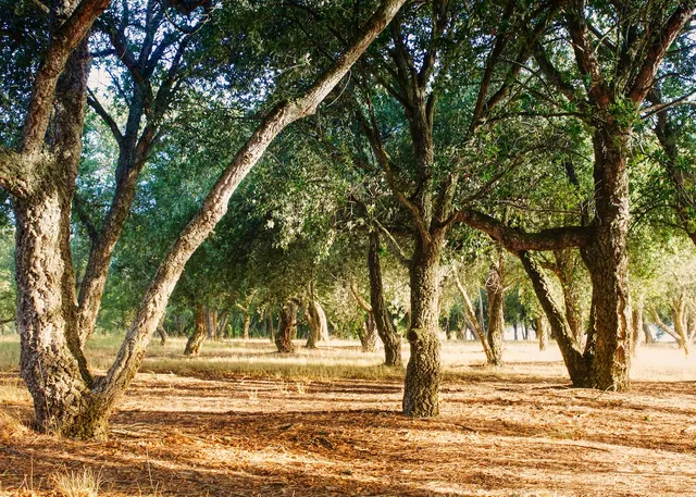 Lindsay Pryor National Arboretum