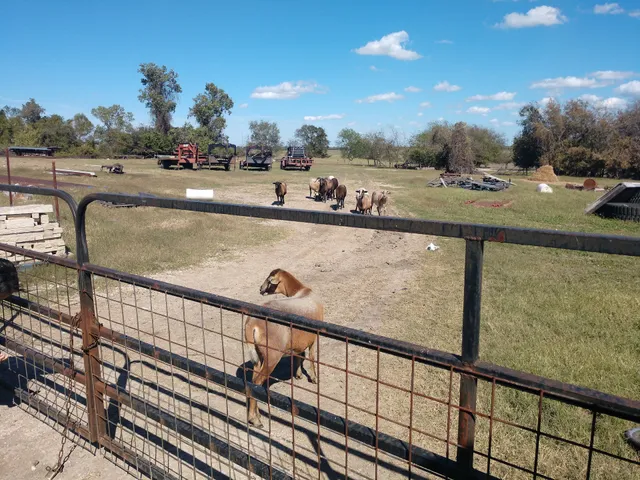 Thorndale Gin Co Inc