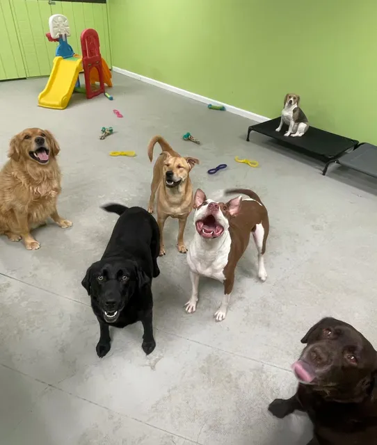 Wicked Pawsome Pet Care