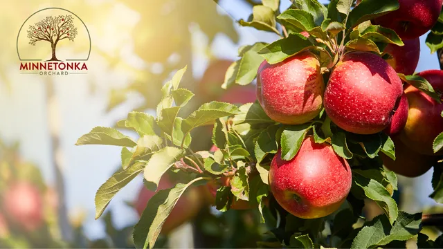 Everly Farms Minnesota