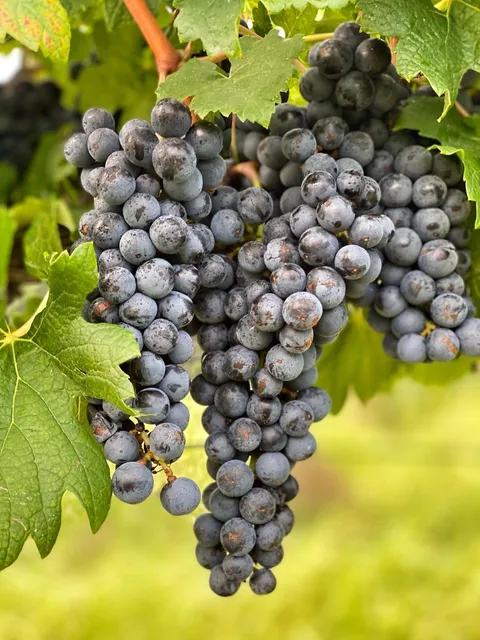 Robert Clay Vineyards Estate Winery & Tasting Room