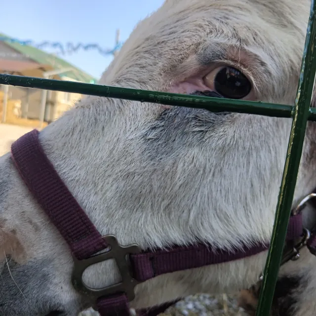 Henslers Town and Country Market