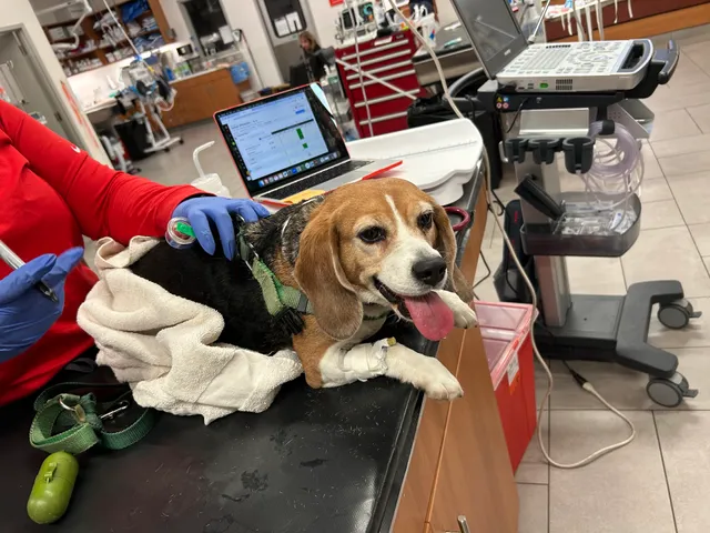 Veterinary Emergency Group