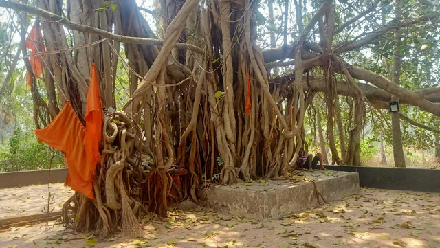 The Banyan Tree in Goa, India - reviews,open hours,photo spots, things ...