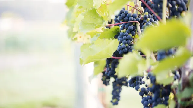 7 Vines Vineyard and Winery