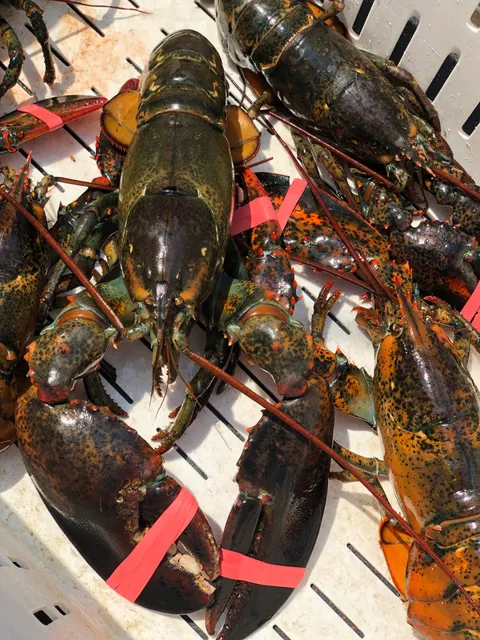 Rocky Bottom Fisheries