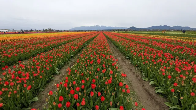Tulip Valley Farms