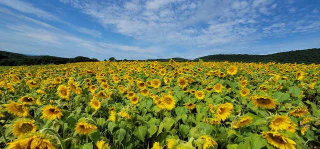 Second Mountain Sunflowers