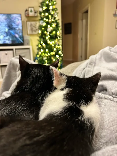 Jefferson County SPCA