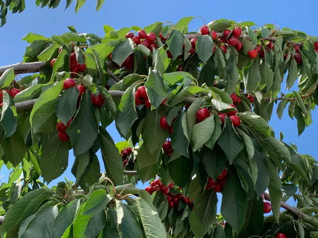 U PICK Cherries