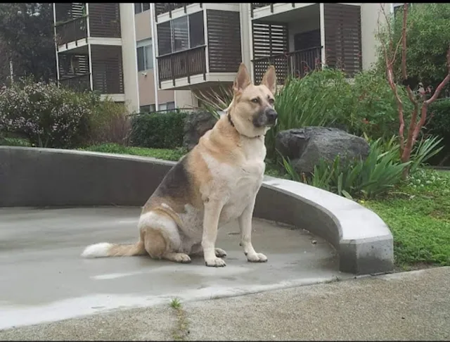 Jefferson Square Dog Play Area