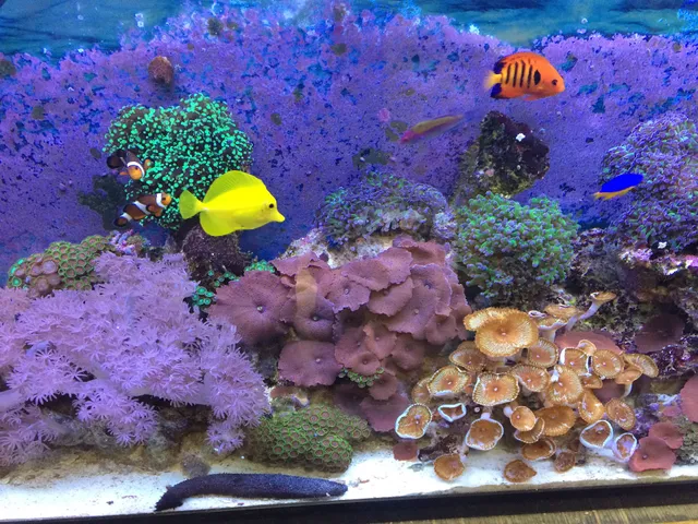 Aquarium Service Toronto