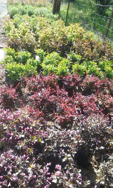 WestWood Growers Nursery