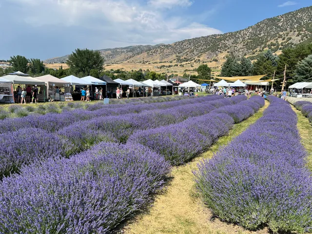 Lavender Festival