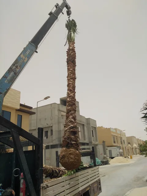 فلل نوفا ١١ - حي الياسمين