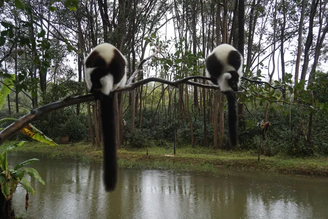 Vakôna Lemur Island