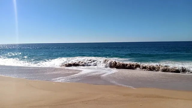 Colola Capital World Black Turtle UMSNH