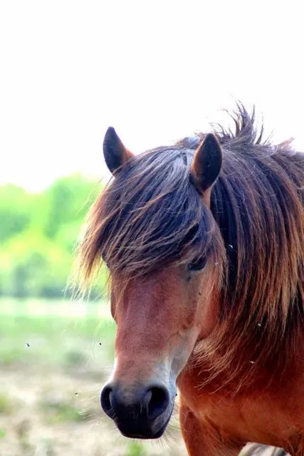 Horse Farm Les Chevaliers