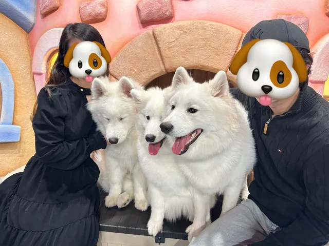 サモエドカフェ『超！サモエド』原宿店