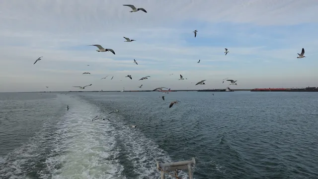 Woodys Last Stand/ Dolphin Watch Nature Tours