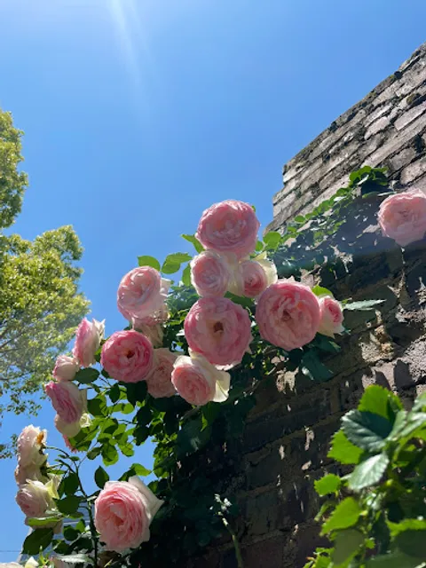 Nameplate of Rose Garden ( Nakanoshima Park )