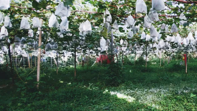 季節のぶどう収穫体験/王さまのぶどう旅行村農園/グリーンツーリズム体験