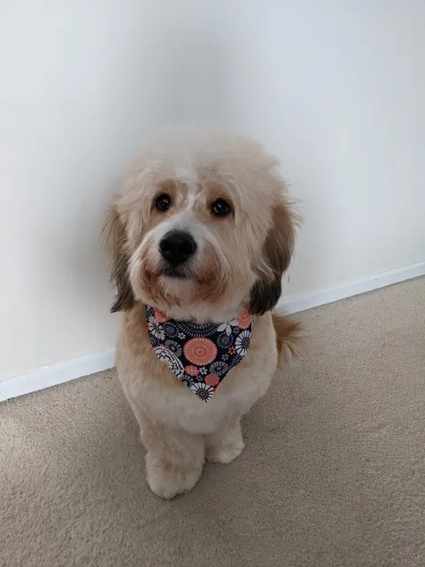 Winding Road Kennel Inc