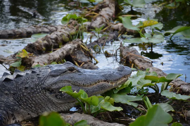 Kissimmee Swamp Tours