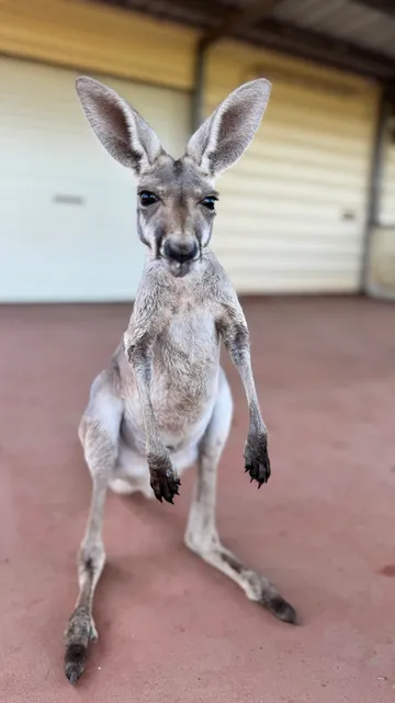 Lisa's Kangaroo Retreat INC