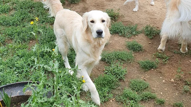 Nounou Boules De Poils