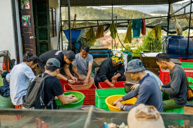 Sơn Farm - Specialty Coffee Farm by Sơn Pacamara