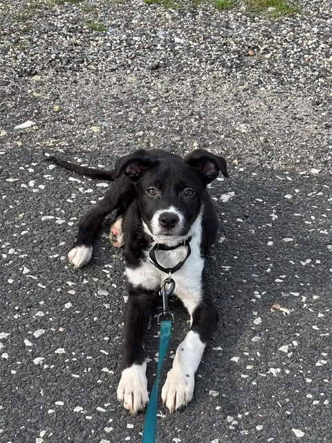 Brandywine Valley SPCA, Delaware - Copeland Center for Animal Welfare