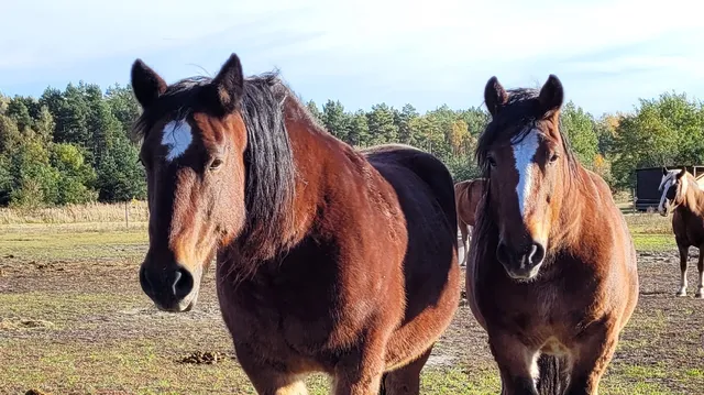 Terra Nova, Elsterheide